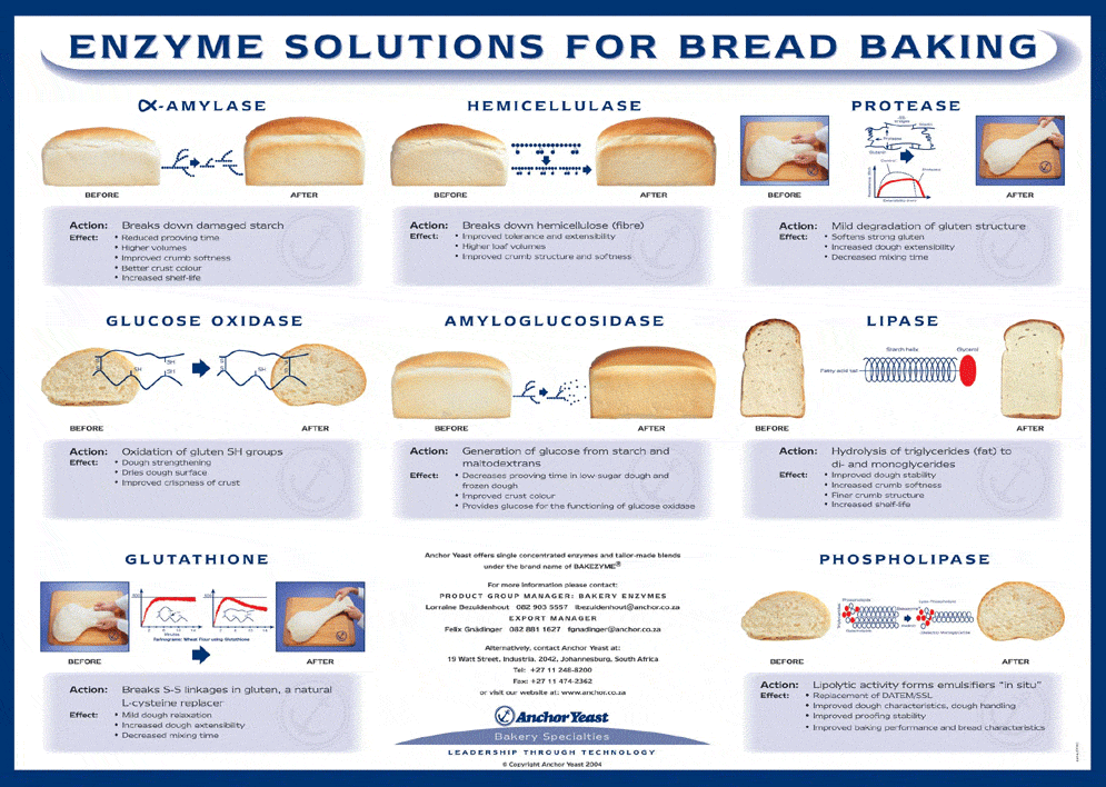 enzymes-poster-anchor-yeast